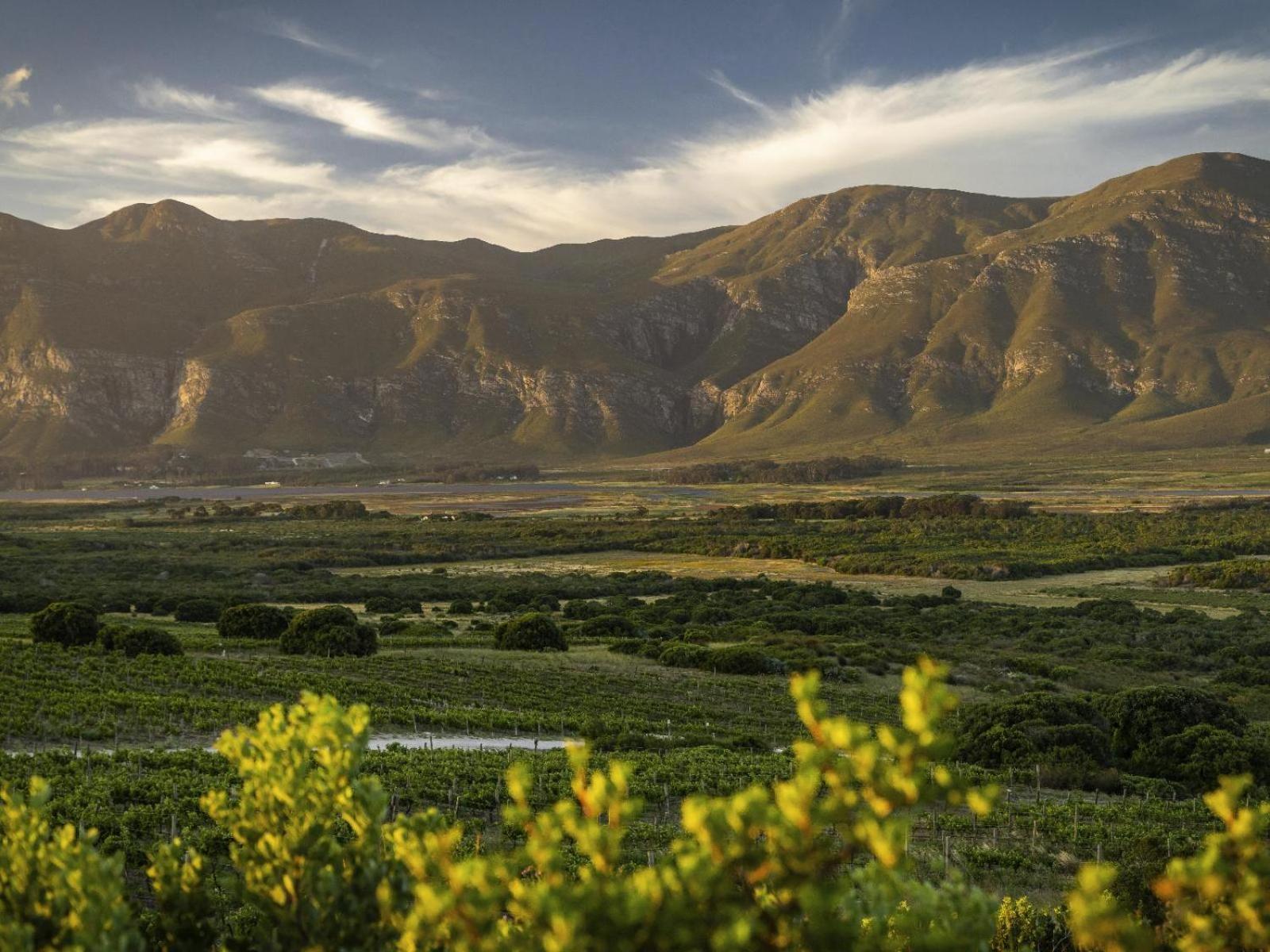 Springfontein Wine Estate Stanford Exterior foto